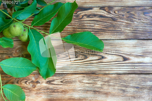 Image of Branch of green walnut tree over weathered background