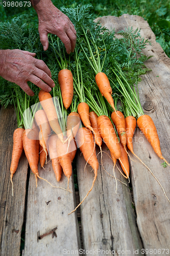 Image of Female hands with fresh carrots