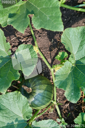 Image of Green pumpkin in garden