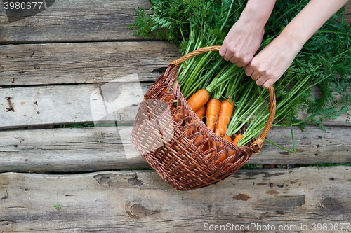 Image of Top view of human hands holding a wicker basket with fresh carrots
