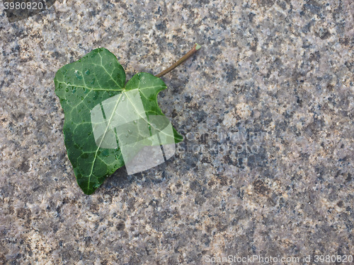 Image of Ivy Hedera plant leaf