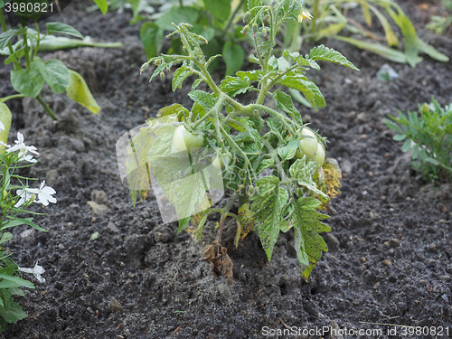 Image of Tomato plant with green tomatoes
