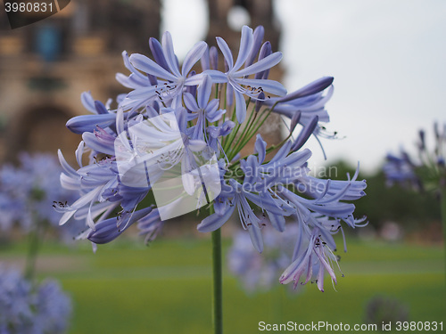 Image of Blue lily flower