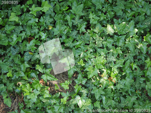 Image of Ivy plants background