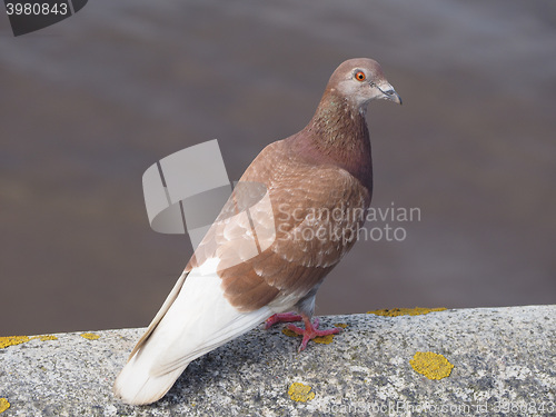 Image of Pigeon bird animal