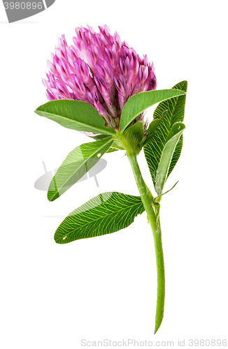 Image of Single clover flower vertically