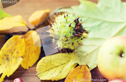 Image of close up of autumn leaves, fruits and berries