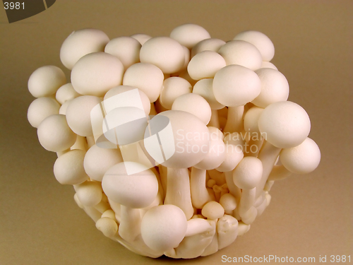 Image of Mushrooms 1