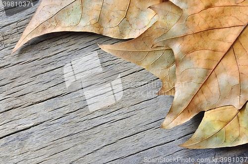 Image of Autumn leaves on  wooden table