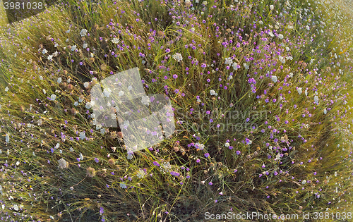 Image of xeranthemum annuum flowers