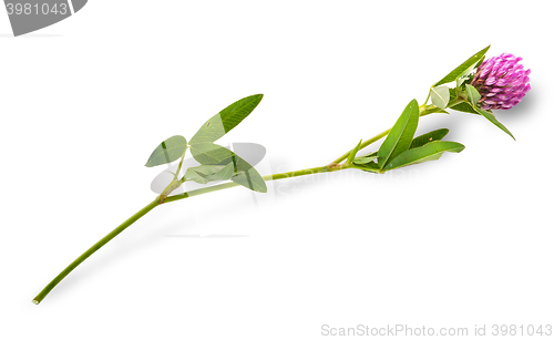 Image of Clover flower with leaves on a long stalk