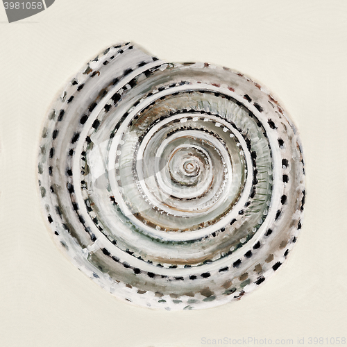 Image of sea shell in pastel colors - oil painting