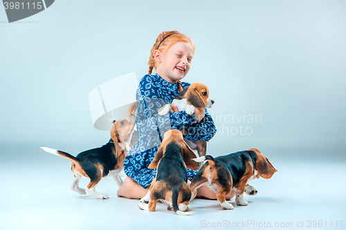 Image of The happy girl and beagle puppies on gray background