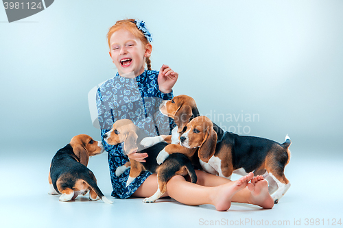 Image of The happy girl and beagle puppies on gray background