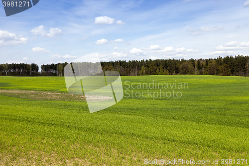 Image of cultivation of cereals. Spring 