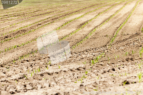 Image of young sprout of corn 