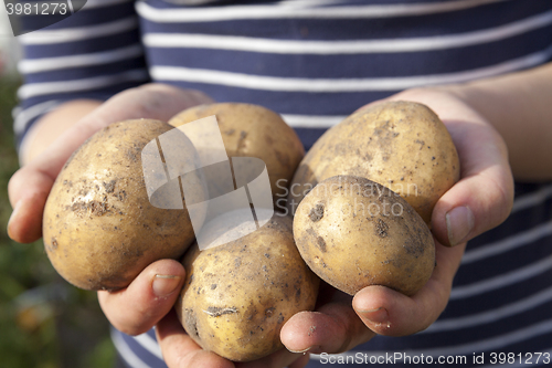 Image of Potatoes in hand 