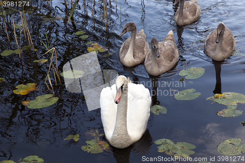 Image of Swans family pond 