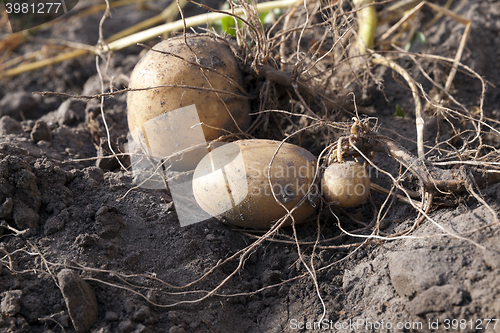 Image of Potatoes on the ground  