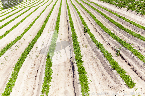 Image of Field with carrot 