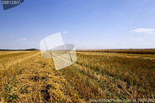 Image of agriculture   cereals summer