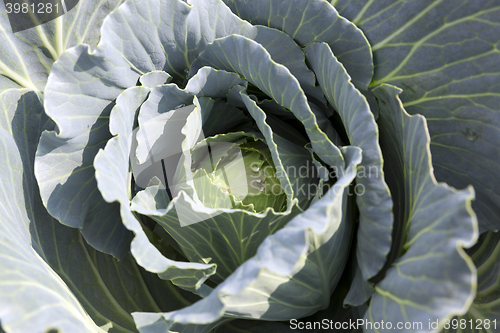 Image of green cabbage with drops 