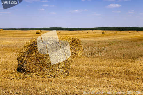 Image of haystacks straw lying  