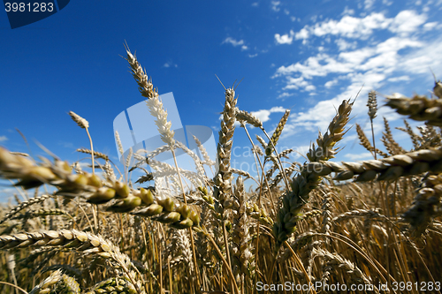 Image of ripe yellow cereals  
