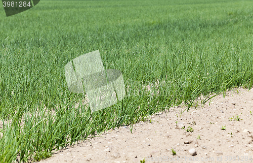 Image of green onions in the field  