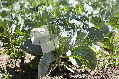 Image of Field of cabbage, spring 