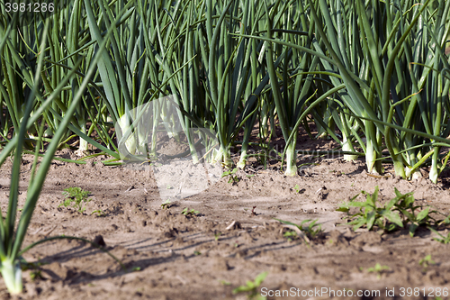 Image of sprouts green onions  