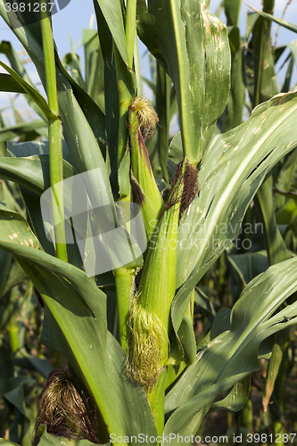 Image of Field with corn  