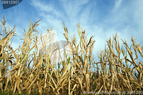 Image of Green immature corn 