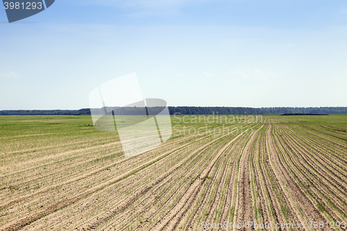 Image of field with green onions  