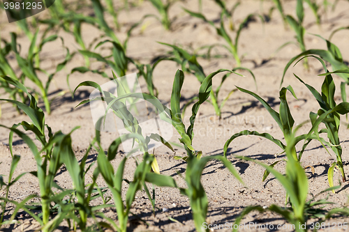 Image of Field of green corn 