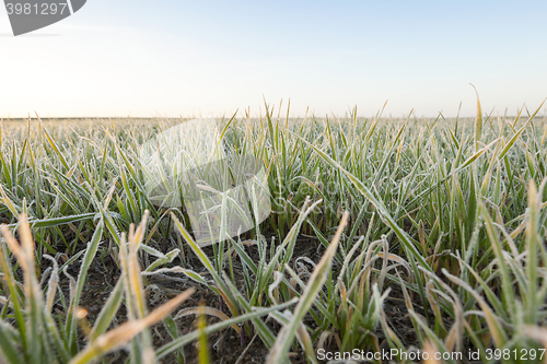 Image of wheat during frost  