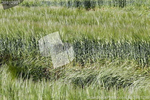 Image of green cereals, close-up  