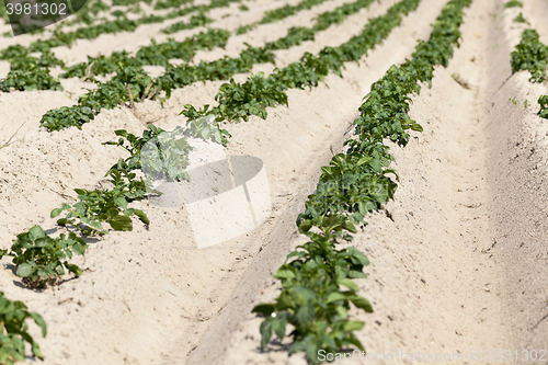 Image of Potatoes in the field  