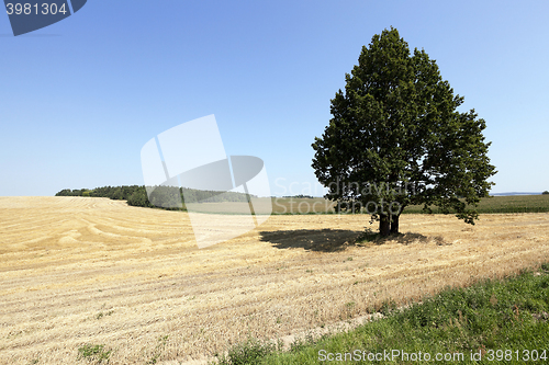 Image of wheat field, tree  