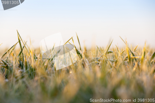 Image of frost on the wheat  