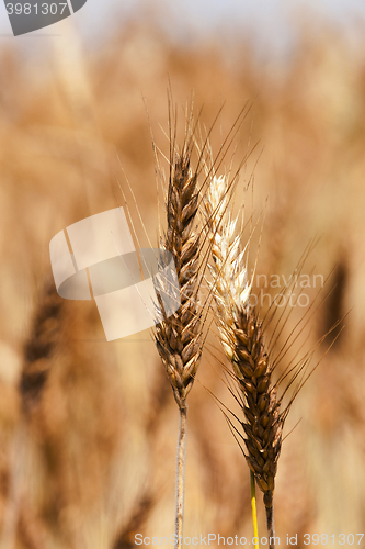 Image of mature cereal ,  close-up  