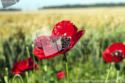 Image of red poppies in a field  