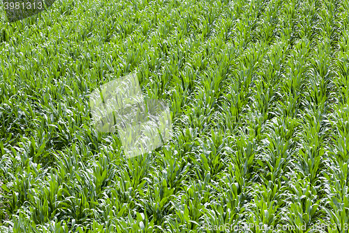 Image of Corn field, summer  