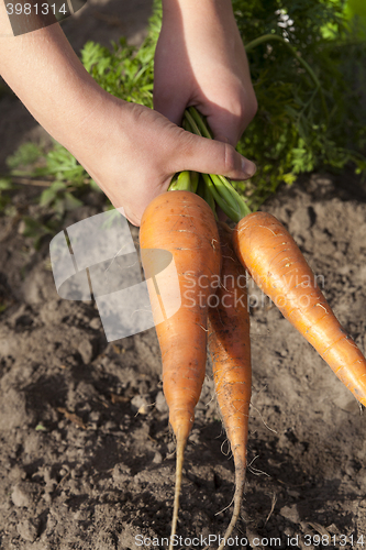 Image of carrots in hand  