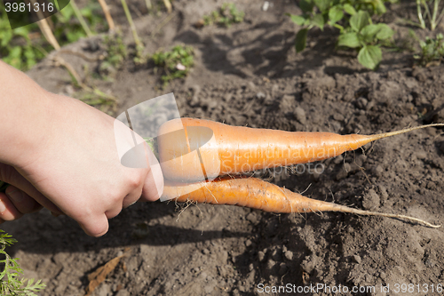 Image of Carrots on the ground 