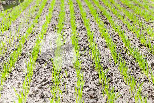 Image of agriculture  grass grows
