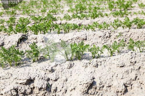 Image of green carrot field  