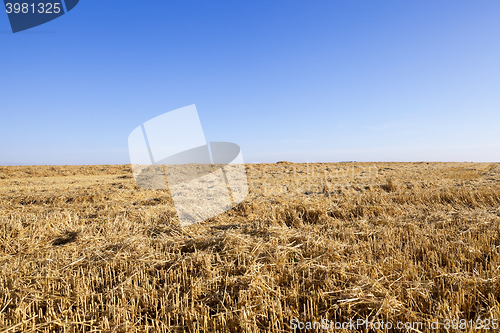 Image of ripe yellow cereals  