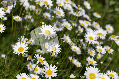 Image of white daisy , spring