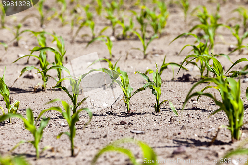 Image of young sprout of corn 